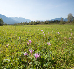 meadow saffron colchicum autumnale, moor landscape near Ohlstadt, Murnauer Moos nature reserve