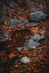 close up shot of autumn landscape orange leaves troodos mountains cyprus