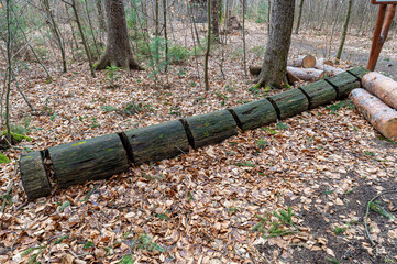 pocięty pień starego drzewa w lesie © Henryk Niestrój