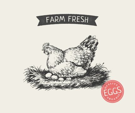 Chicken in the Nest. Organic. Fresh. Farm. Eggs packaging design concept