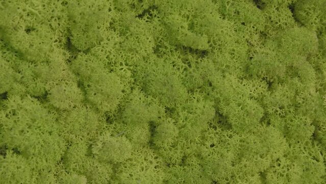 Moss background texture like a jungle 2