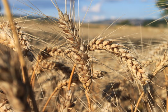 Macro wheat branch shot in wheat field.   
