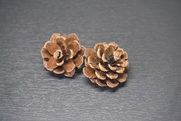 솔방울