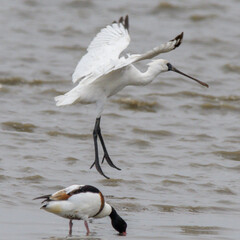 越冬地を決めた
