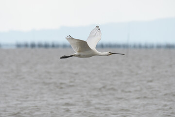 有明沖にやってくる野鳥