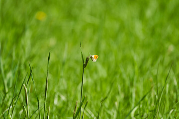Anthocharis cardamines, the orange tip butterfly