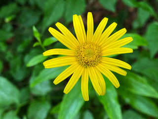 Ox-eye (Buphthalmum salicifolium), Weidenblättrige Ochsenauge, Weidenblatt-Rindsauge, Buphthalme à feuilles de saule, L'Asteroide salicina or Žuti volujac