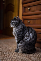 Side view of a cute grey tabby cat with closed eyes sitting on the floor. Vertical image
