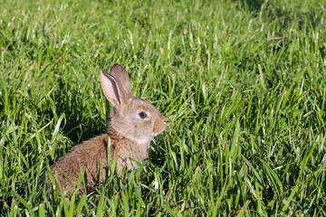 Cute little rabbit on green grass. Young adorable bunny playing in garden.