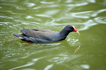 the dusky moorehen is swimming in the lake