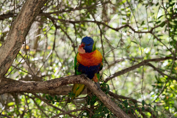 the rainbow lorikeet is a colorful bird