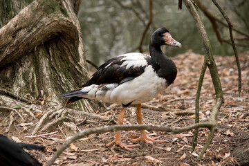 this is a side view of a  magpie goose