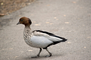 the male Australian wood duck or maned duck has brown feathers on the back of its neck that looks like a horses mane