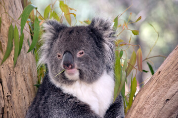 this is a close up of a koala eating gum leaves