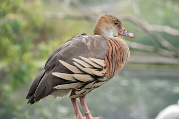this is a side view of a  plumed whistling duck