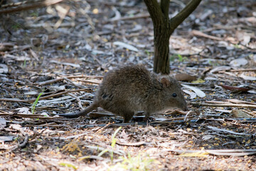 this is a side view of a potoroo