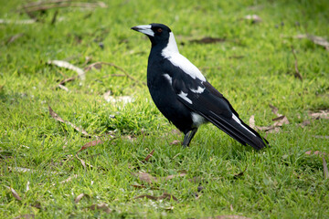 the magpie is a black and white bird