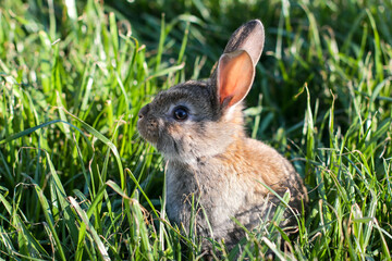 Cute little rabbit on green grass. Young adorable bunny playing in garden.