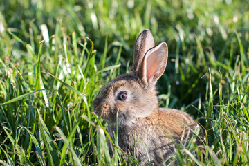 Cute little rabbit on green grass. Young adorable bunny playing in garden.