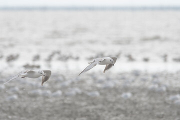 渡り鳥の越冬地探し