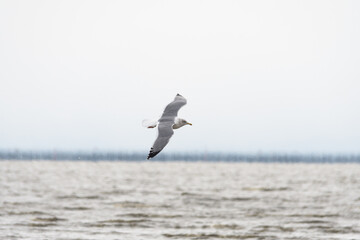 有明上空を羽ばたく渡り鳥