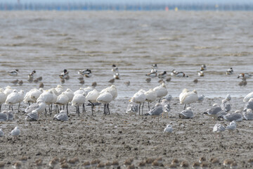 渡り鳥の食事休憩
