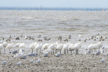 渡り鳥仲間たち