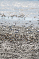 いらんな渡り鳥達