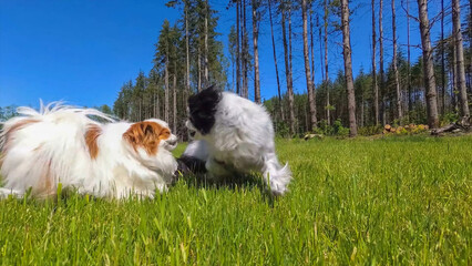 border collie puppy