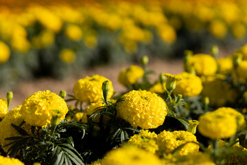 selective focus Yellow marigolds in the flower garden are growing in full bloom, Prince Yellow, strong compact stems. bloom together can be planted in any season