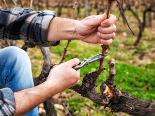 Close-up of a vine grower hand. Prune the vineyard with professional steel scissors. Traditional...