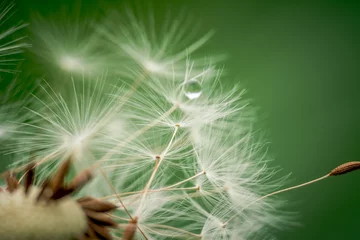 Fototapete White dandelion seed head on green background © CreativeImage