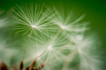 Naklejka premium White dandelion seed head on green background