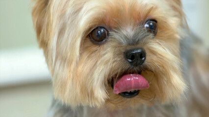yorkshire terrier portrait