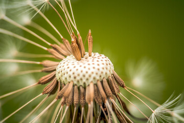 White dandelion seed head on green background
