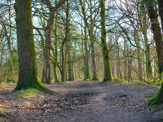 A muddy path through trees and  fallen leaves in late afternoon winter sunshine. Taken in a public park in north western England in the UK.