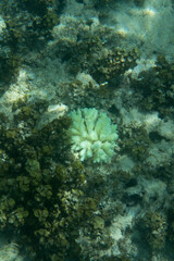 View of 2019 coral bleaching