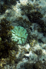 Fototapeta na wymiar View of 2019 coral bleaching