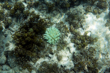 View of 2019 coral bleaching