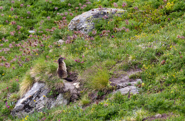 View of marmot in mountain