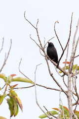 View of passeriformes, bird on tree