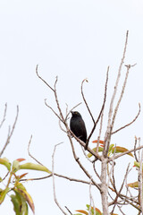 View of passeriformes, bird on tree