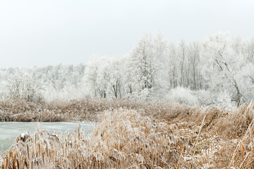 Beautiful winter landscape with trees covered with hoarfrost