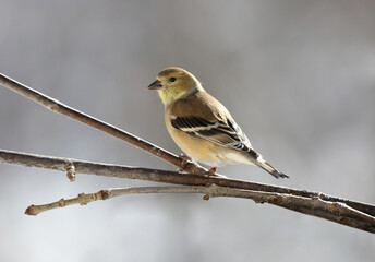little yellow bird in nature