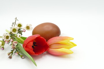 tulip flowers and brown egg as decoration for easter or spring against white background