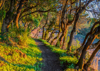 Wanderurlaub auf LA GOMERA, Kanarische Inseln: Wanderung am Sp&auml;tmachmittag im mystischen Lorbeerwald, Nationalpark Garajonay