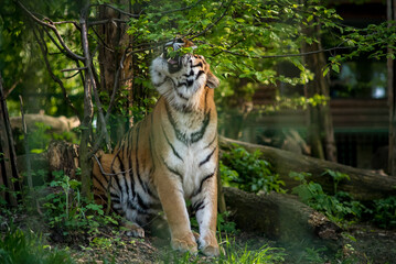 Fototapeta na wymiar Bengal tiger. The Bengal tiger population is the largest. It is the national animal of the state of Bangladesh - historical Bengal. 