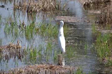 great blue heron