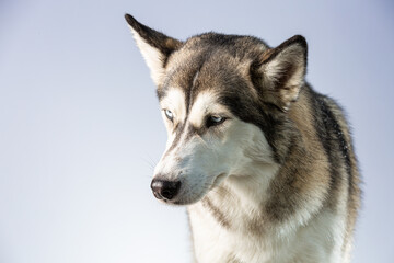 Head of Siberian Husky looking down in a blue setting