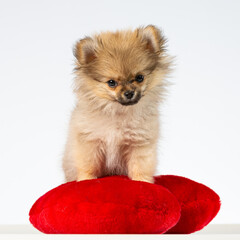 Pomchi pup sitting on a red pillow isolated on white